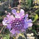 Scabiosa canescens Blüte