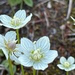 Parnassia palustrisFlor