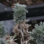 Artemisia schmidtiana موطن