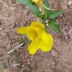 Oenothera parvifloraÕis