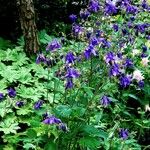 Aquilegia vulgaris Habit