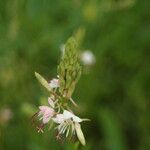 Platanthera lacera Flower