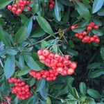 Pyracantha coccineaЛист