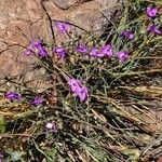 Tradescantia occidentalis Květ