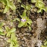 Pinguicula hirtiflora Flower