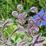 Borago officinalisKwiat