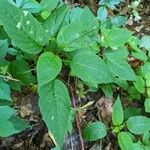 Circaea canadensis Habitus