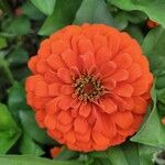 Zinnia peruviana Blomma