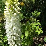 Clethra alnifolia Flower