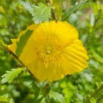 Papaver cambricumFlower