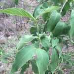 Vangueria infausta Leaf