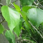 Populus × generosa Blad