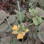 Senna hirsuta Fruit