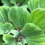 Pistia stratiotes Ліст