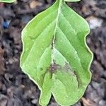 Amaranthus blitum Leaf