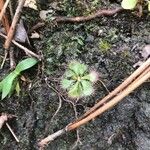 Drosera brevifolia Ліст