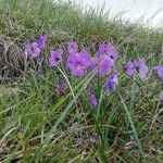 Viola bertolonii 花