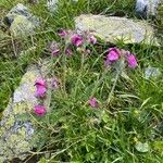 Pedicularis gyroflexa Elinympäristö