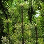 Pinus mugo Azala