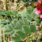 Indigofera schimperi Leaf