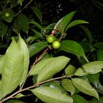 Nectandra umbrosa Fruit