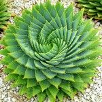 Aloe polyphylla Blad