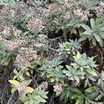 Helichrysum melaleucum Цвят