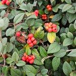 Cotoneaster franchetiiᱡᱚ