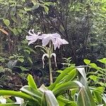 Crinum mooreiVirág