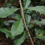 Oxera microcalyx Deilen