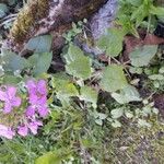 Lunaria annuaFlower