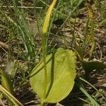 Ophioglossum vulgatum 花