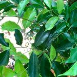 Syzygium acuminatissimum Leaf