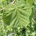 Grewia villosa Leaf