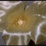 Mentzelia involucrata Flower