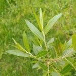 Salix nigra Leaf