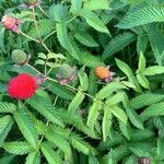 Rubus illecebrosus Fruit