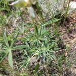 Lupinus argenteus Leaf