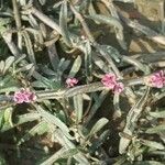 Ammannia auriculata Flower