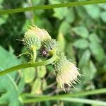 Cirsium erisithales Flower