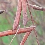 Indigofera tinctoria 果實