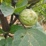 Datura metel Fruit