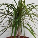 Dracaena reflexa Folio