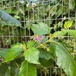 Solanum paludosum Λουλούδι