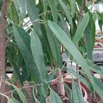 Ficus binnendykii Leaf