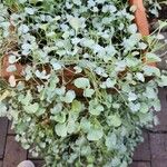 Dichondra argentea Φύλλο