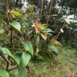 Vochysia ferruginea Leaf