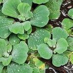 Pistia stratiotes Ліст