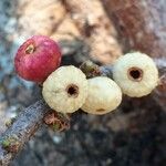 Ficus salicifolia Fruit