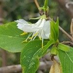 Lonicera fragrantissima Λουλούδι
